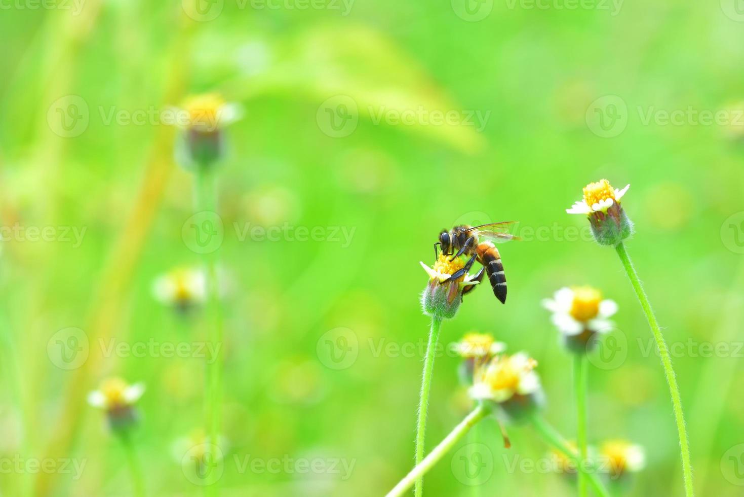 eine Biene thront auf der schönen Blume foto