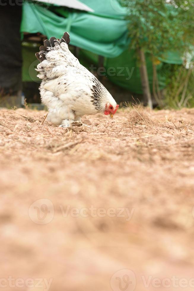 Riesiges Hähnchen Brahma, das auf dem Boden im Farmbereich steht foto