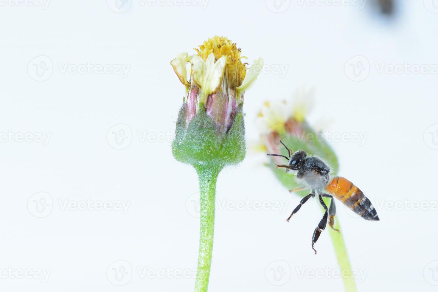 eine Biene fliegt isoliert auf weißem Hintergrund foto