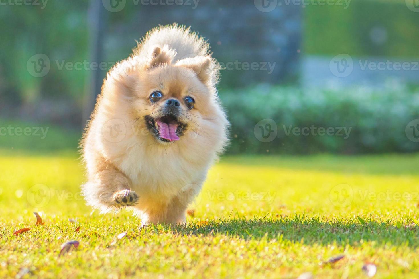 süßer pommerscher mischlings-pekinese-hund, der vor glück auf dem gras läuft foto