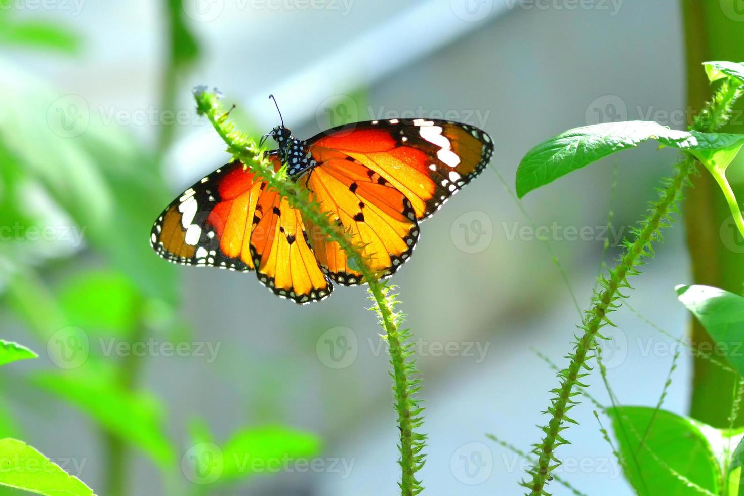 ein Schmetterling, der auf der schönen Blume sitzt foto