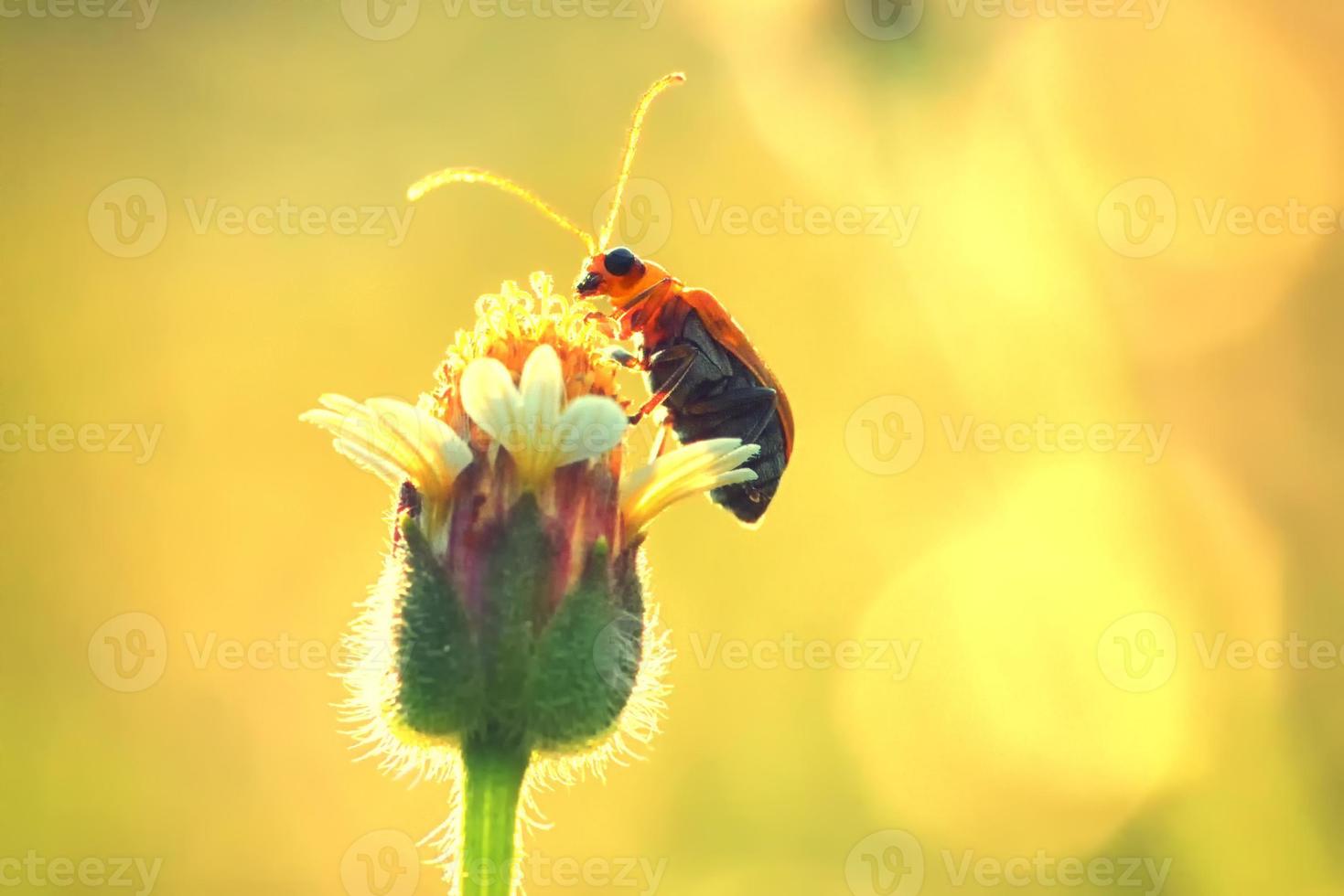 Kürbiskäferwanze thront auf der schönen Blume foto