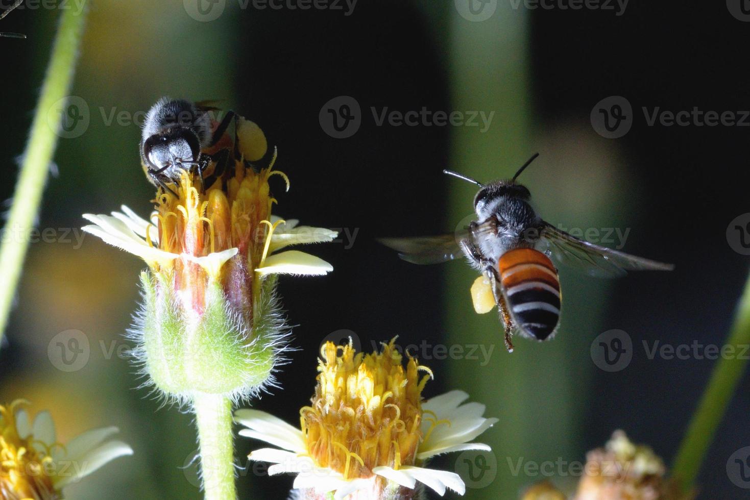 eine Biene, die zu der schönen Blume fliegt foto