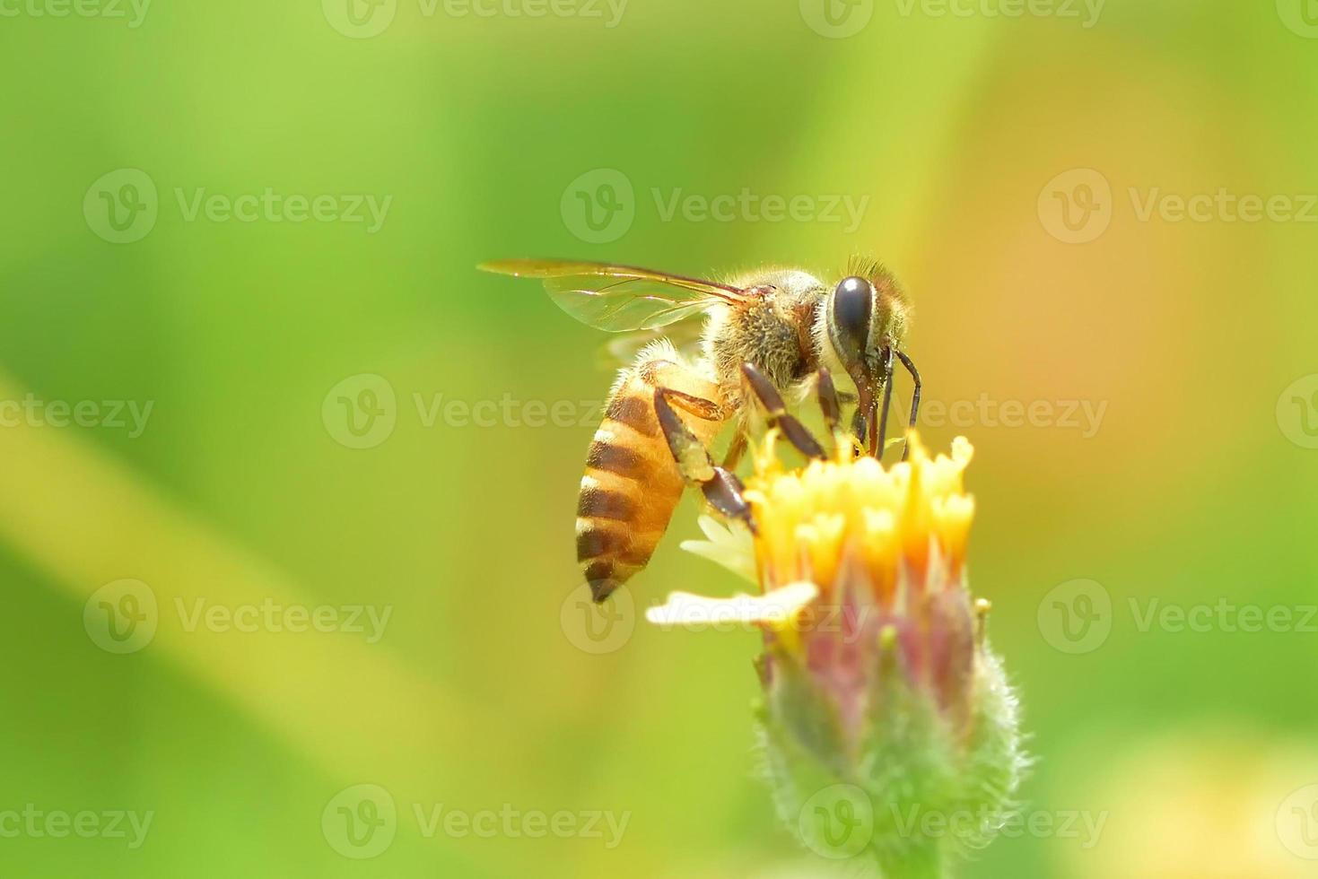 eine Biene thront auf der schönen Blume foto