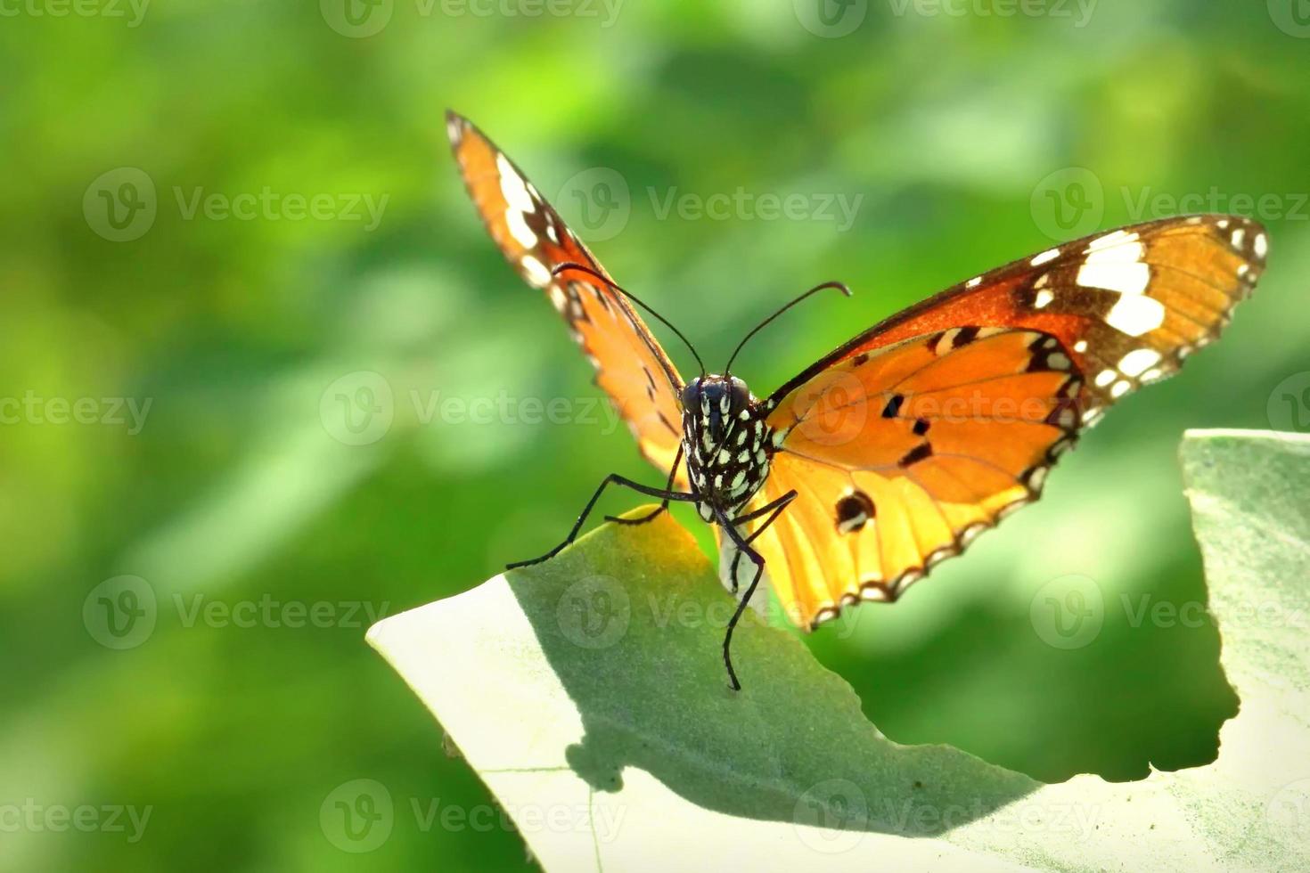 ein Schmetterling, der auf den schönen Blättern thront foto