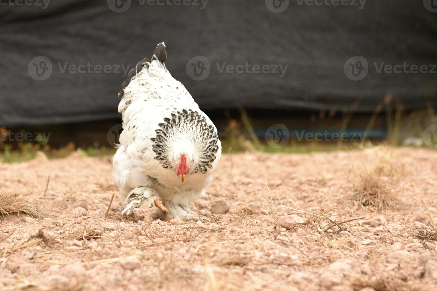 Riesiges Hähnchen Brahma, das auf dem Boden im Farmbereich steht foto