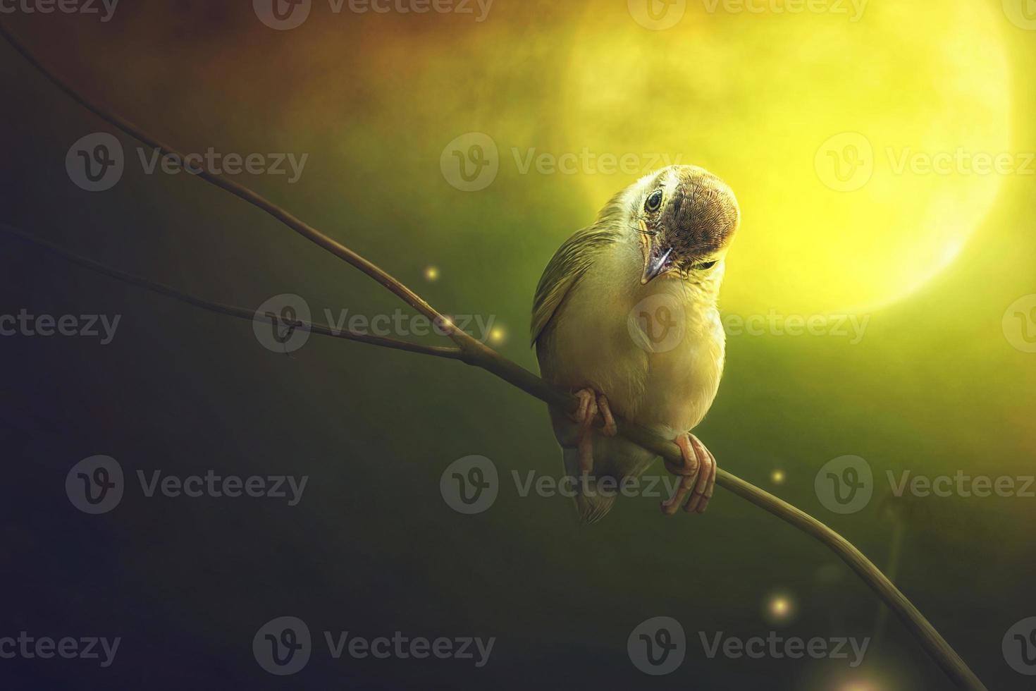 Vogel sitzt im Mondlicht auf dem Ast foto