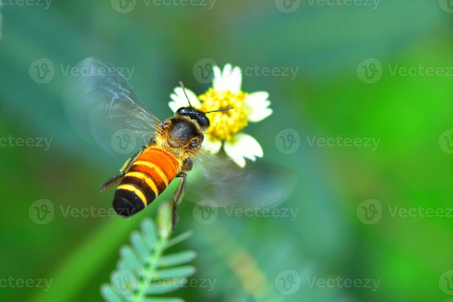 eine Biene, die zu der schönen Blume fliegt foto