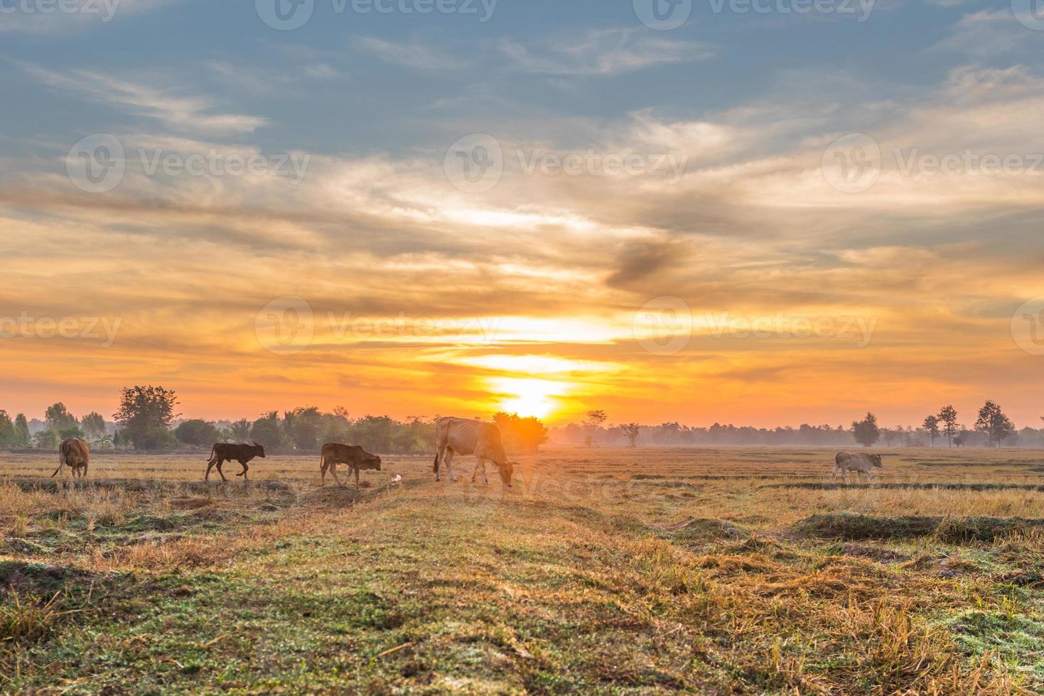 die kühe fressen gras zum vergnügen auf den feldern bei sonnenaufgang und dem schönen himmel. foto