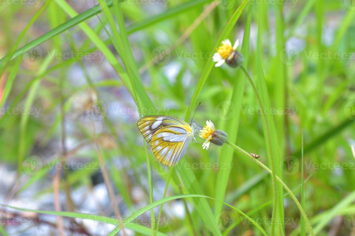 ein Schmetterling, der auf der schönen Blume sitzt foto