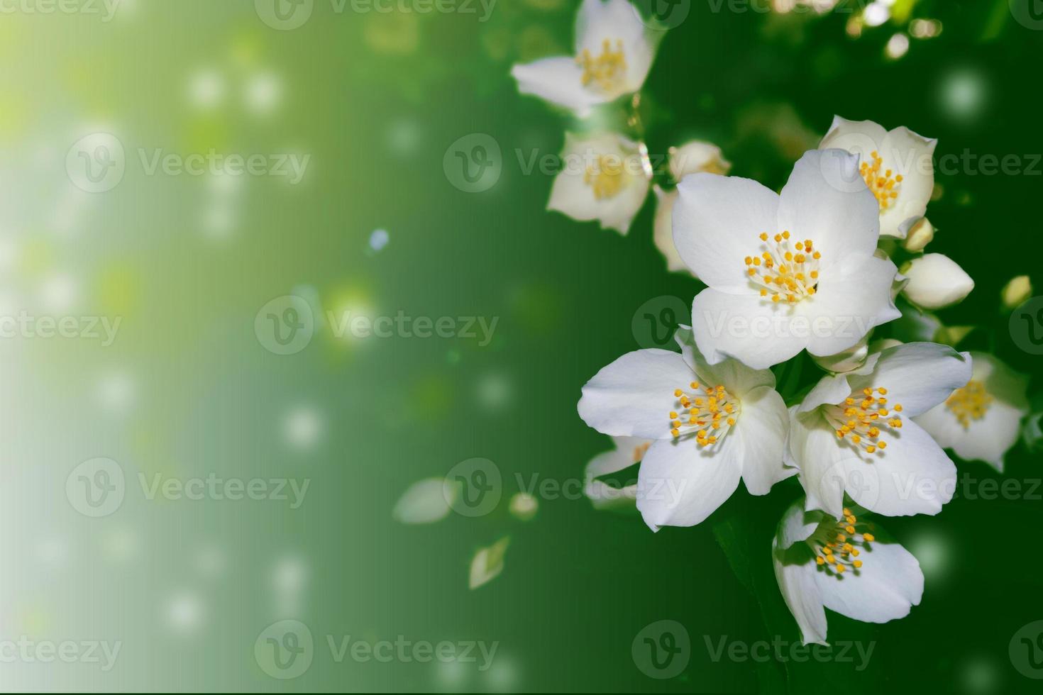 weißer jasmin der zweig zarte frühlingsblumen foto