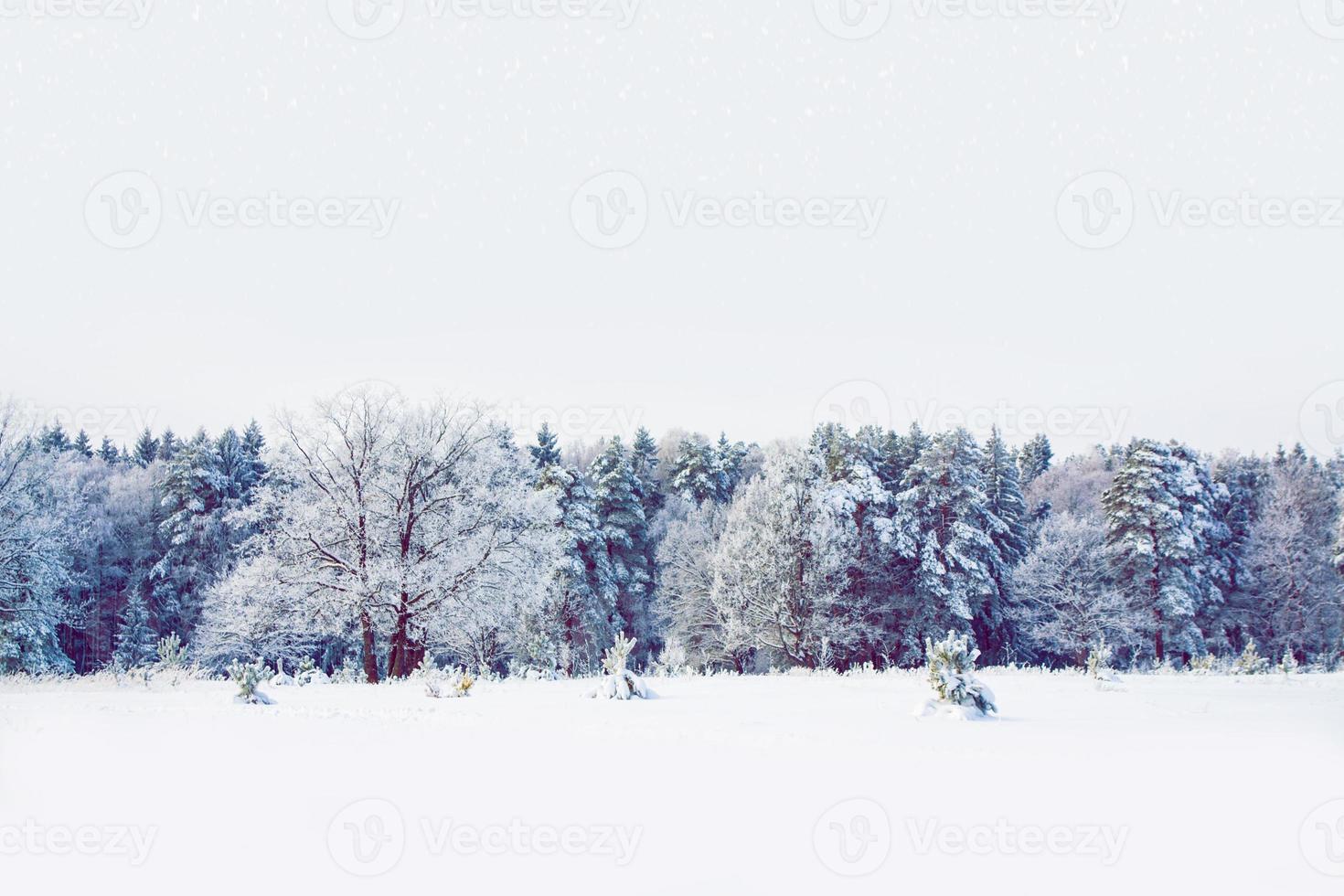 gefrorener Winterwald mit schneebedeckten Bäumen. foto