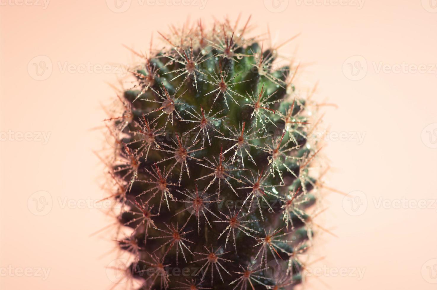 Schließen Sie herauf Bild eines Kaktus auf warmem rosa Hintergrund. foto
