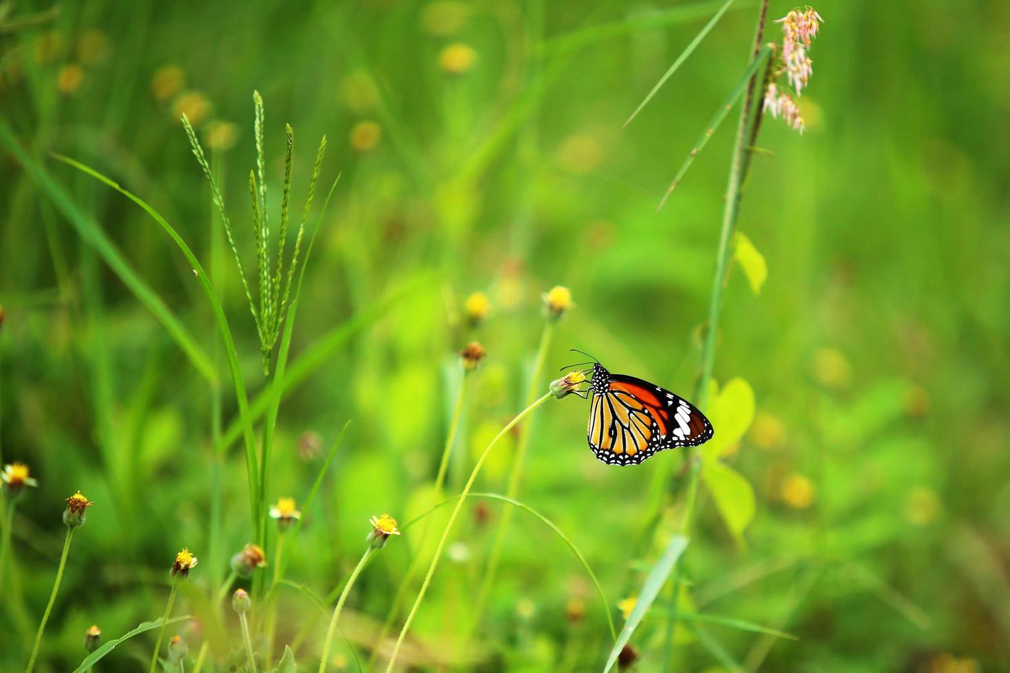 Monarchfalter auf Blume im Garten. foto
