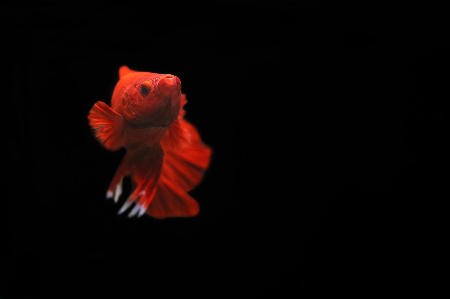 Superroter Betta-Fisch mit dunklem Hintergrund. Siamesische Kampffische solide rote Farbe prächtig. foto