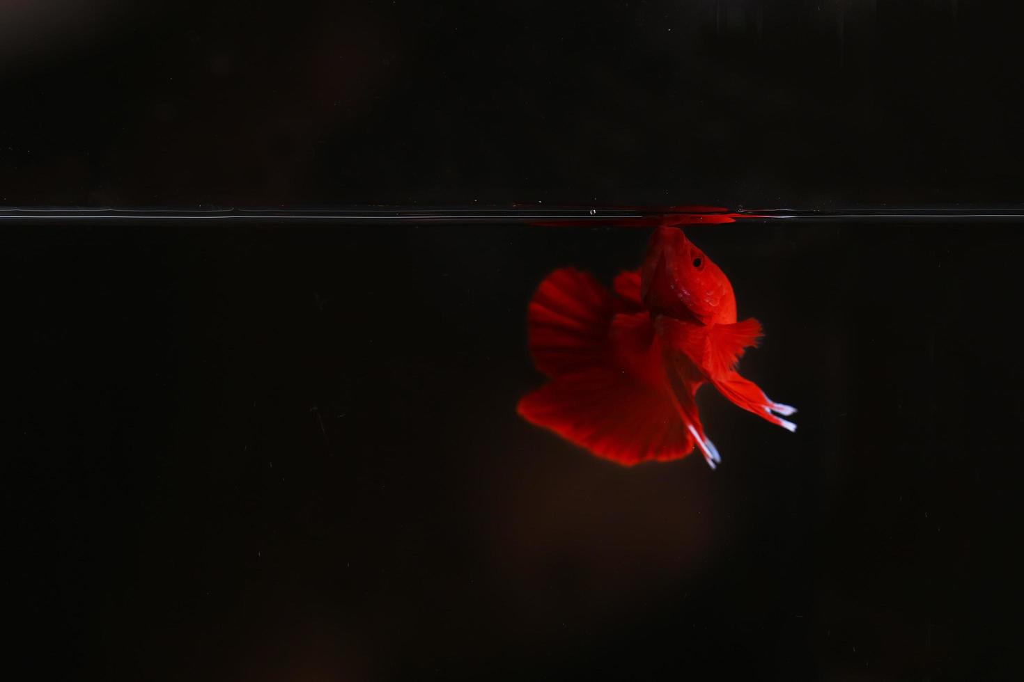 Superroter Betta-Fisch mit dunklem Hintergrund. Siamesische Kampffische solide rote Farbe prächtig. foto