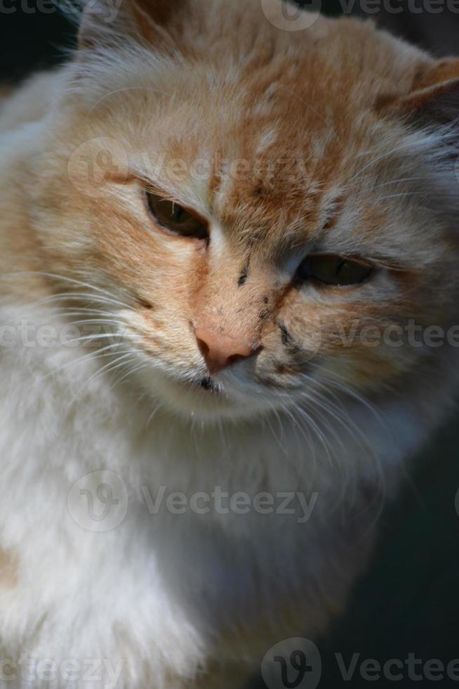 Katzen-Nahaufnahmeporträt foto