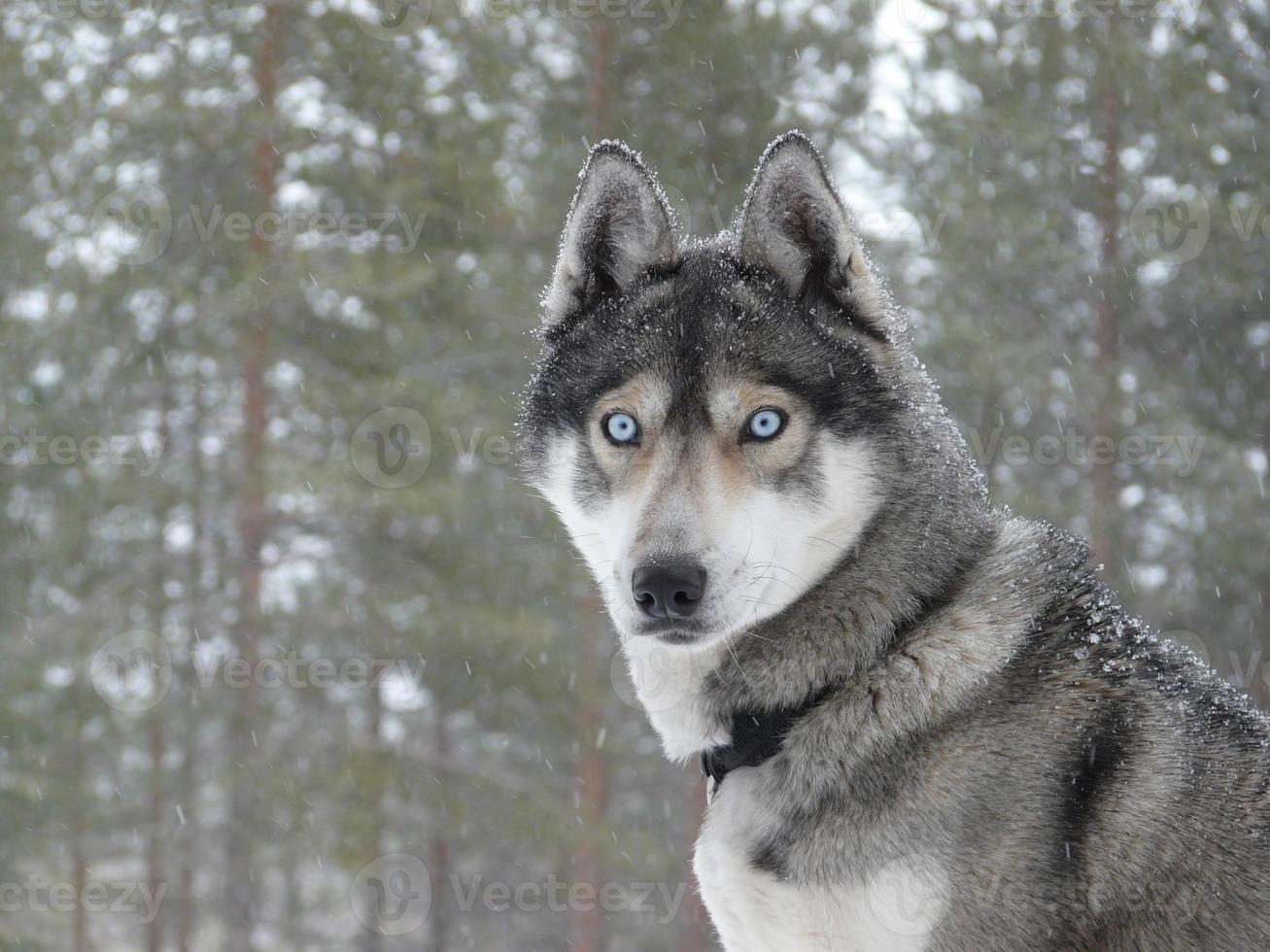blaue Augen Husky Hund foto