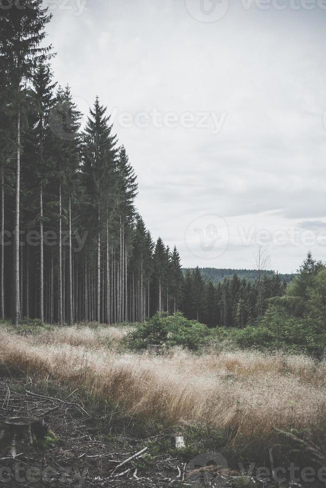 alter Wald neben freiem Gebiet in der Wildnis foto