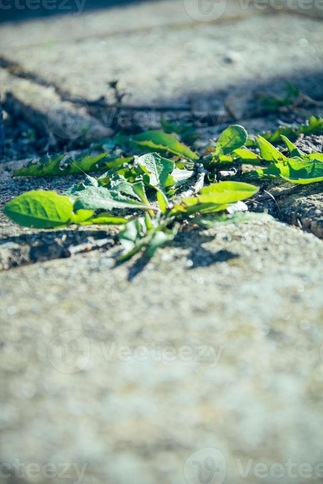 Unkraut auf der Straße foto