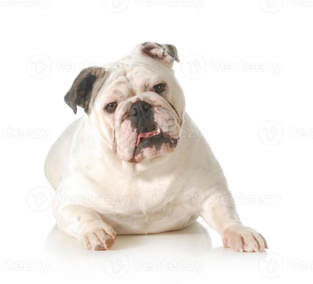 englisches Bulldoggenporträt foto