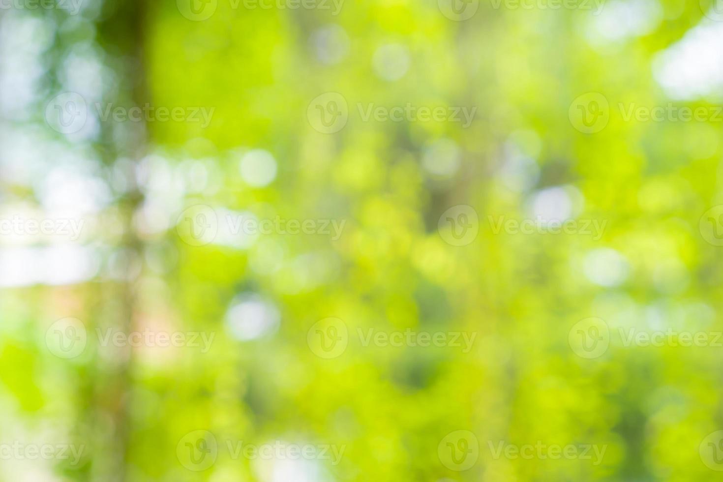 Hintergrund von unscharfen grünen frischen Blättern und Reben im Garten am Montagmorgen für jeden Naturhintergrund und Hintergrund. foto