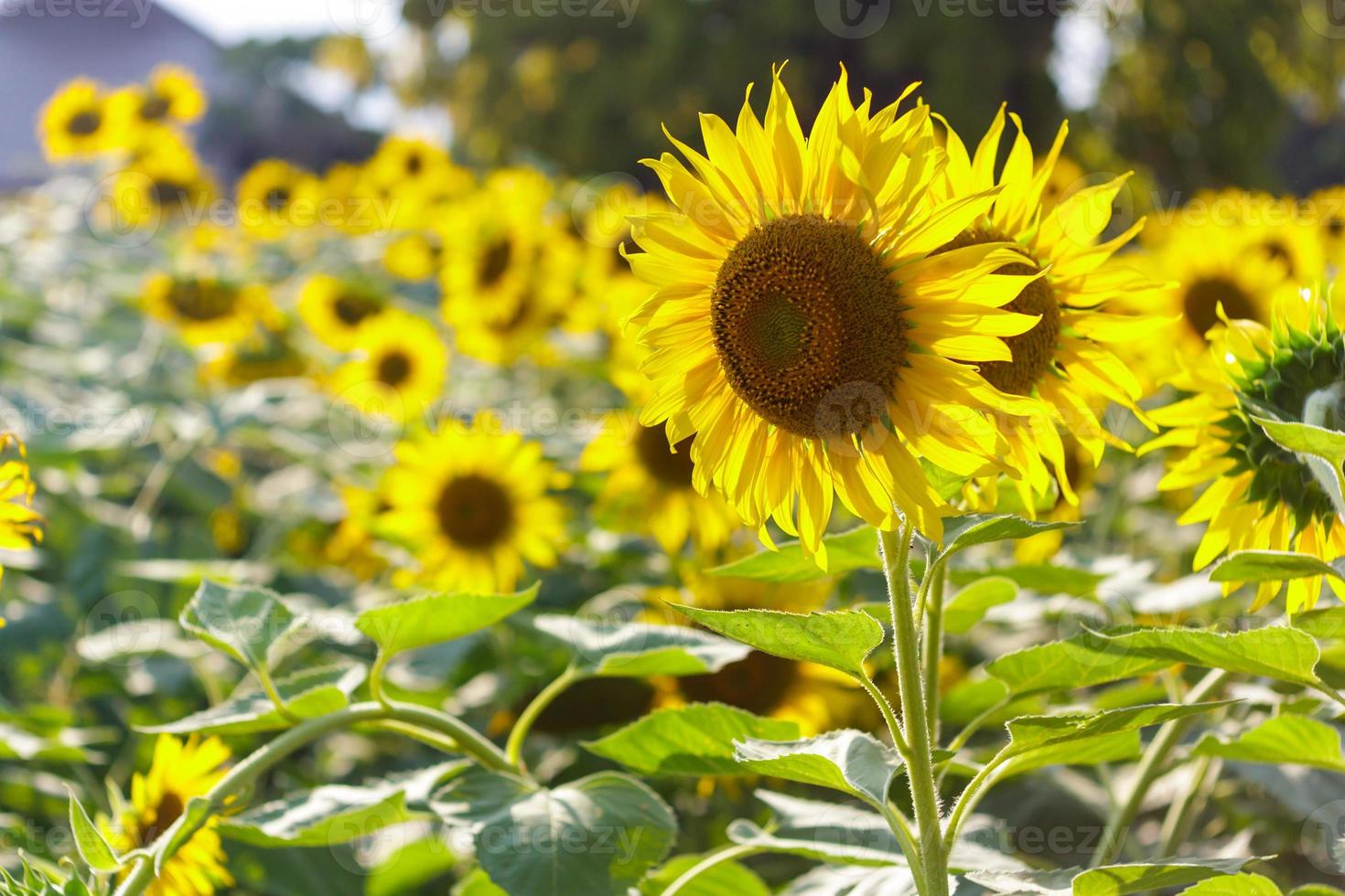 Sonnenblumen foto