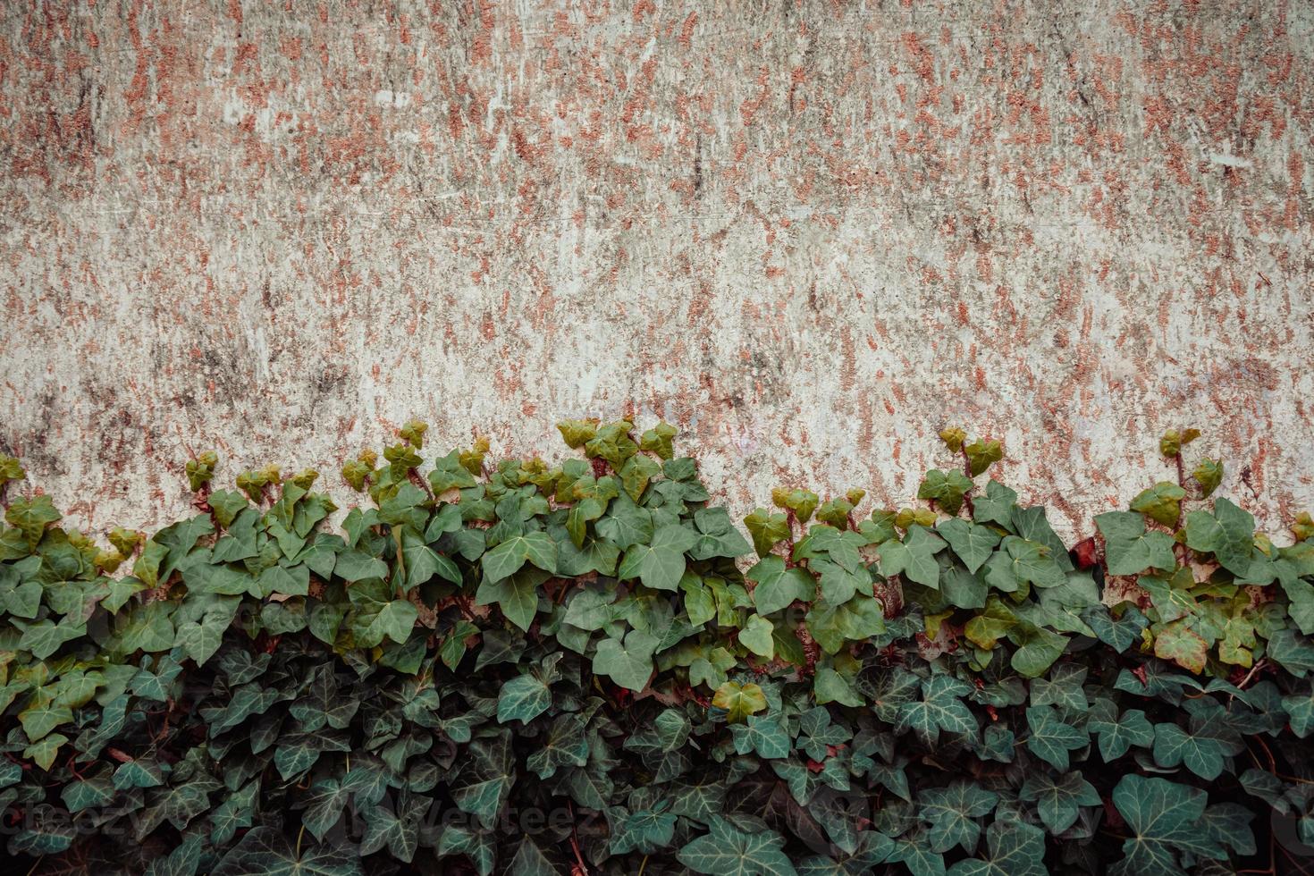 eine Wand mit grünen Blättern davor foto