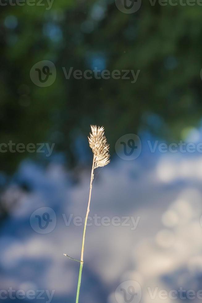 Gras in der Natur foto