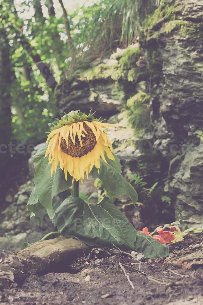 getrocknete sonnenblume in der natur foto