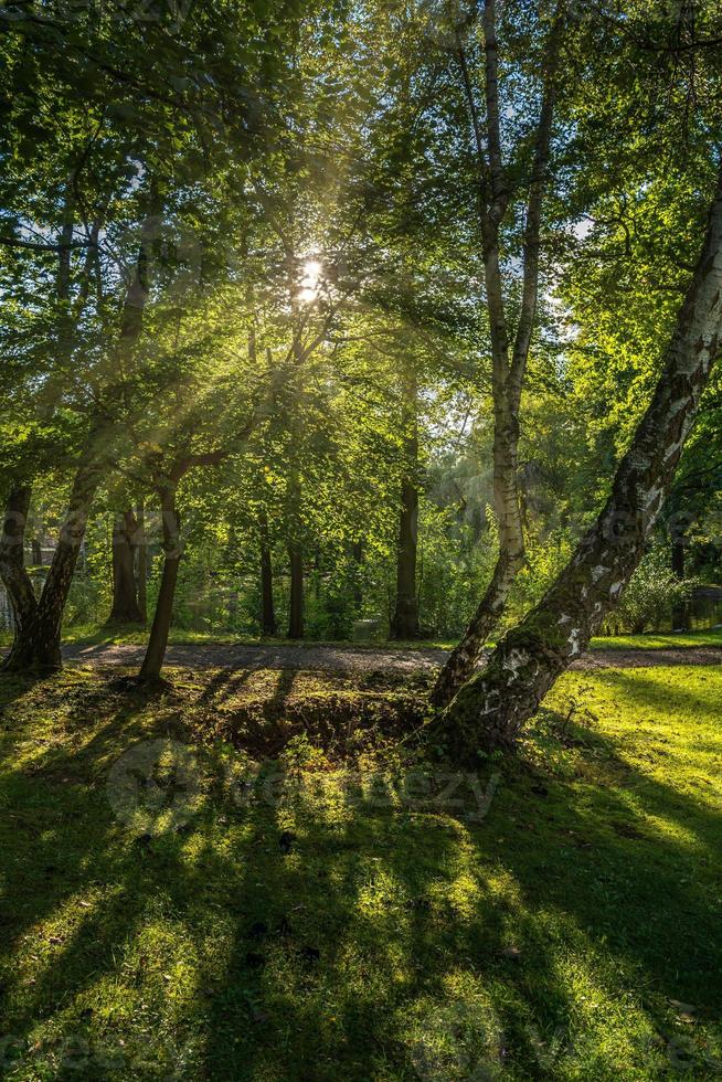 Bäume im Stadtpark mit Sonnenlicht foto