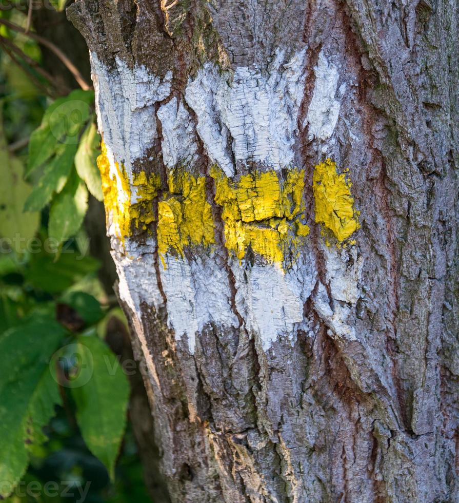 Wanderschild an einem Baumstamm foto