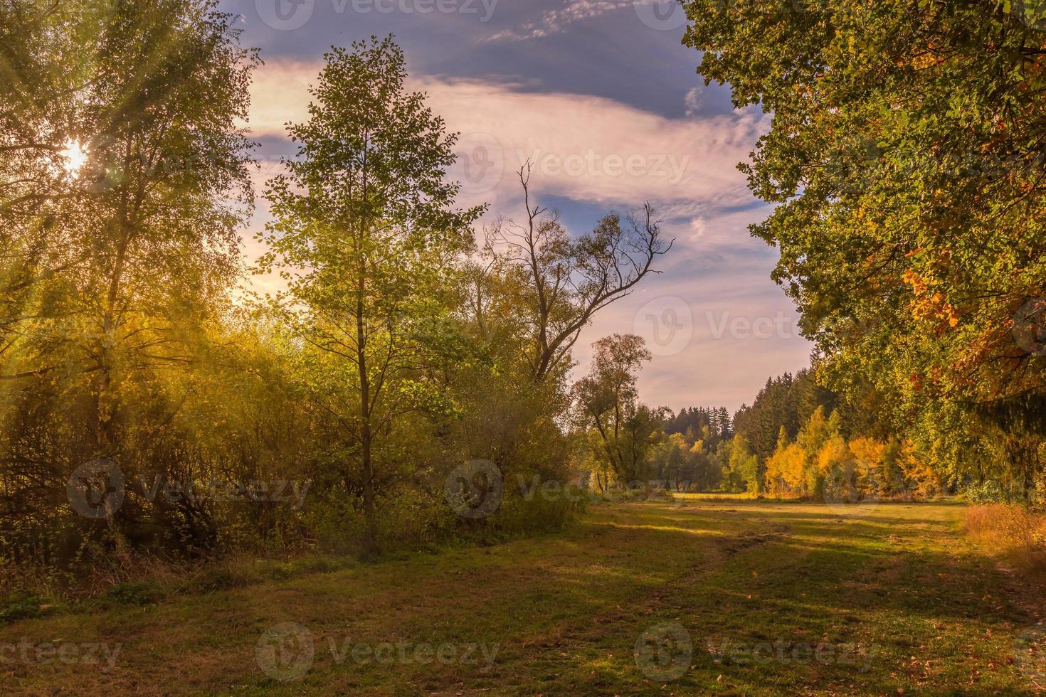 Waldrand mit Sonnenlicht foto