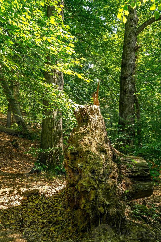 eine Baumwurzel in einem Wald foto