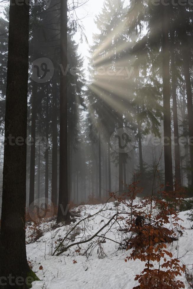 Sonnenstrahlen früh im Wald foto