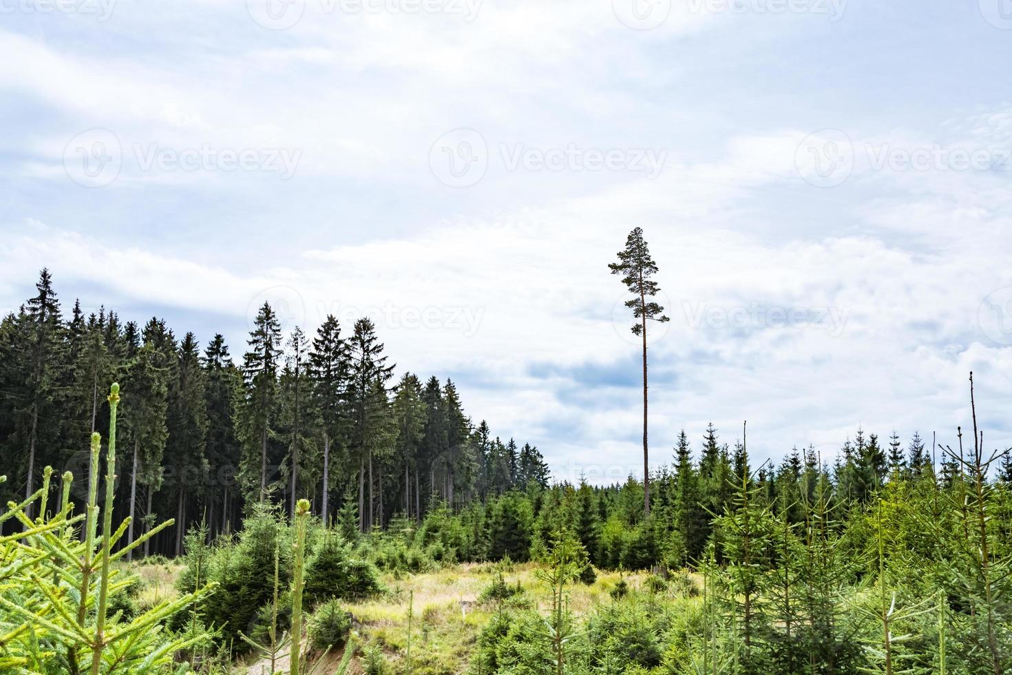 einzelner hoher Baum unter jüngerem Wald foto