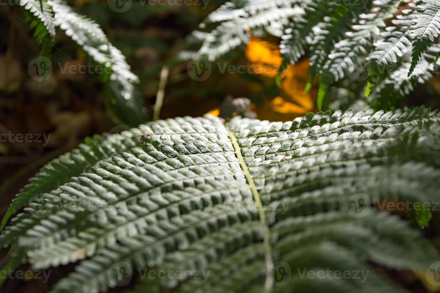 Detail eines Farnblattes mit flachem DOF foto