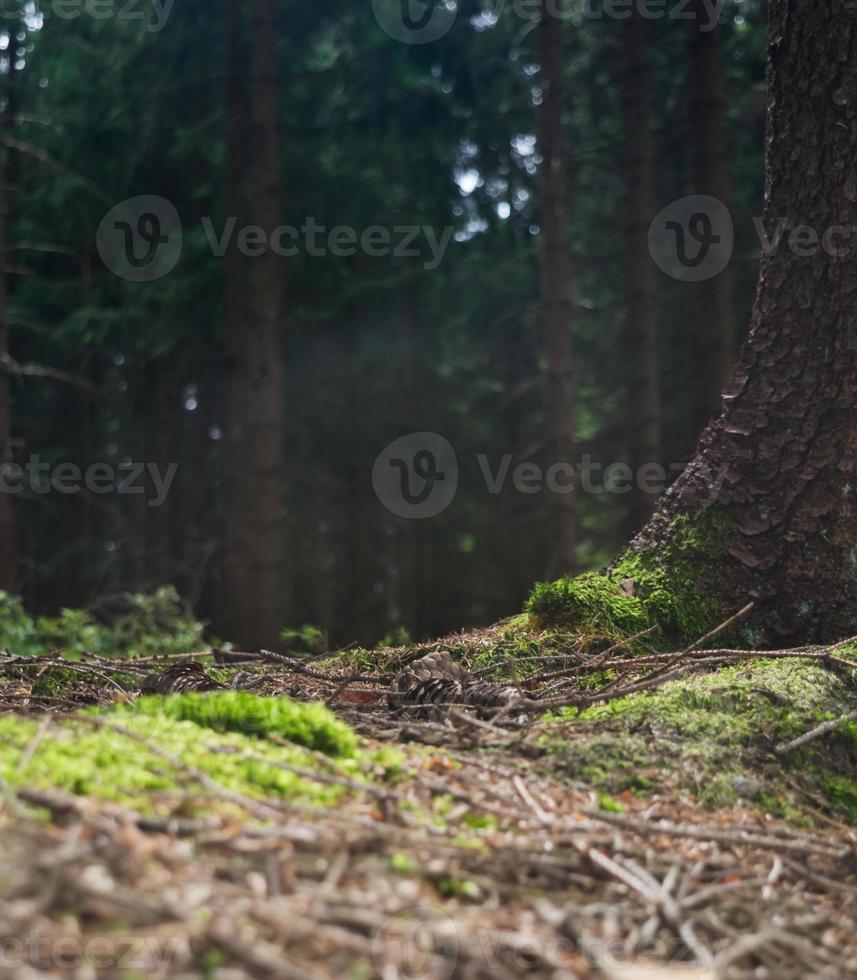 Waldboden im Sommer foto