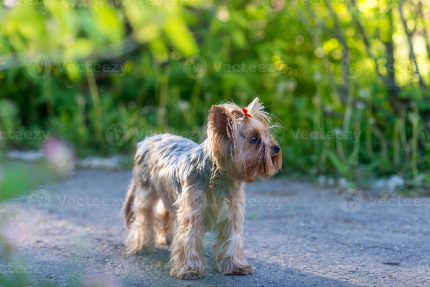 Yorkshire Terrier Porträt foto