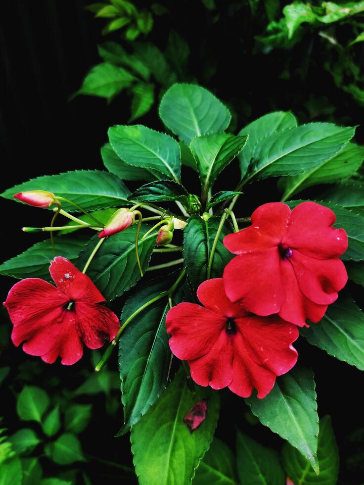 schöne rote Blume, die über Blatt in meinem Garten wächst foto