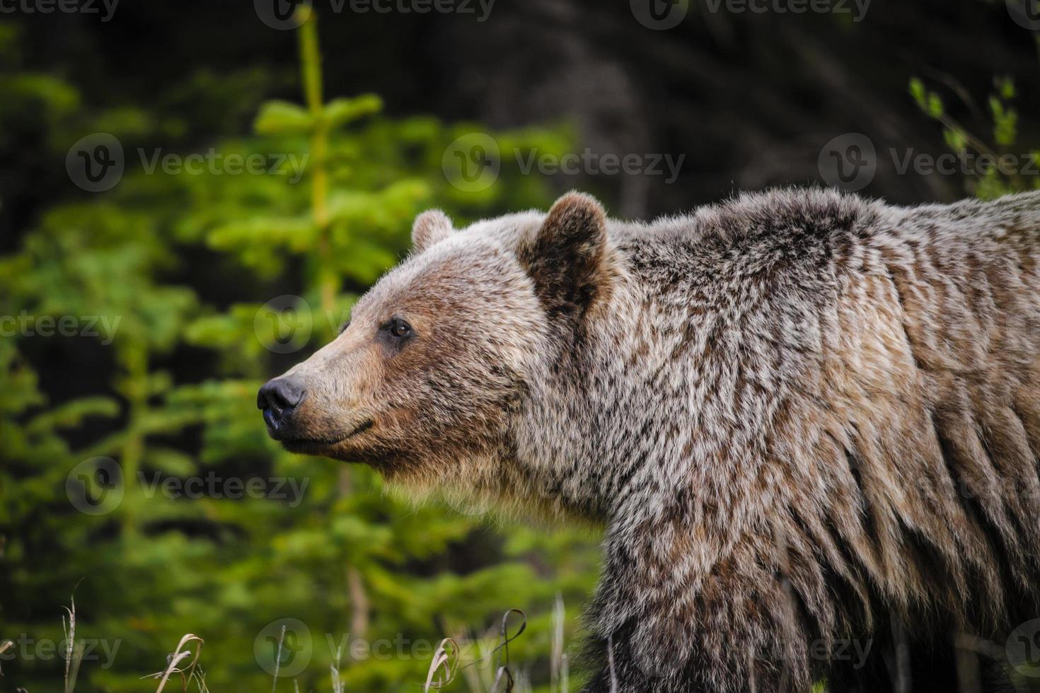 Grizzlybär (ursus arctos horribilis) foto