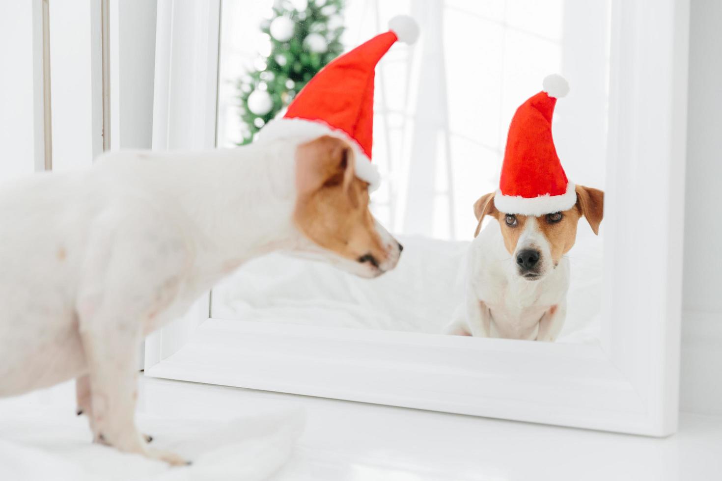 lustiger jack russell terrier hund schaut in spiegel, trägt roten weihnachtsmannhut, posiert in moderner wohnung. tiere, winterferien und feierkonzept foto