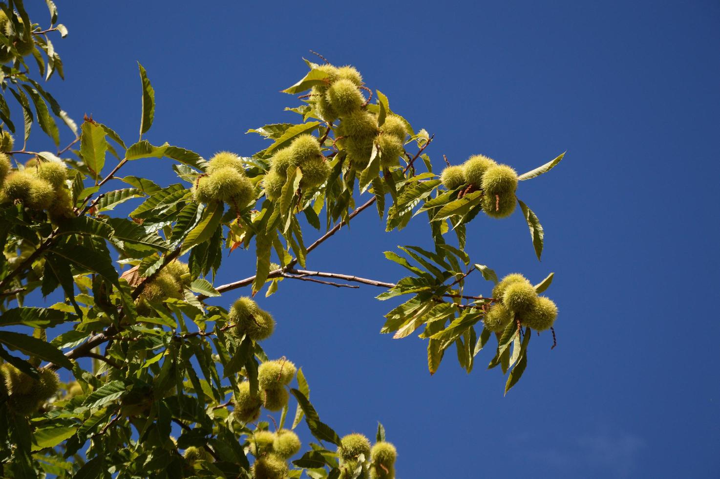 Zoomen Sie auf einen Kastanienbaum im blauen Himmel foto