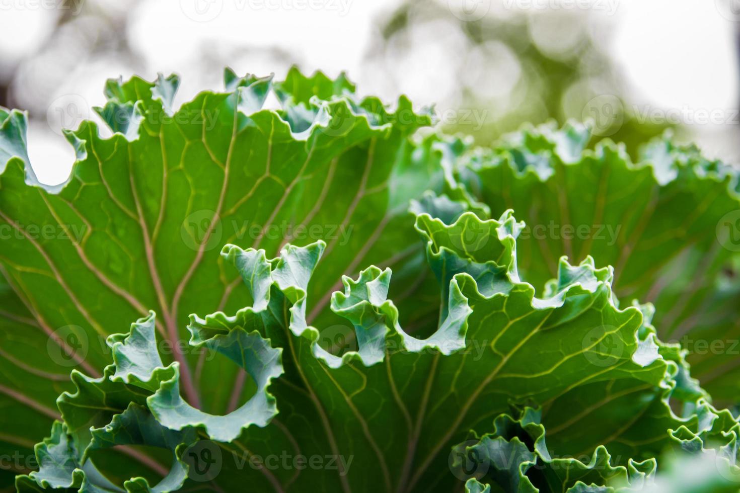 Zierkohl und Kohl foto