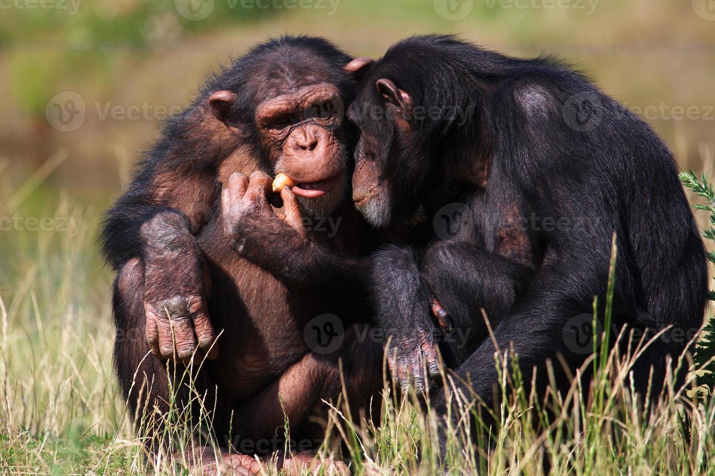 Schimpansen essen eine Karotte foto
