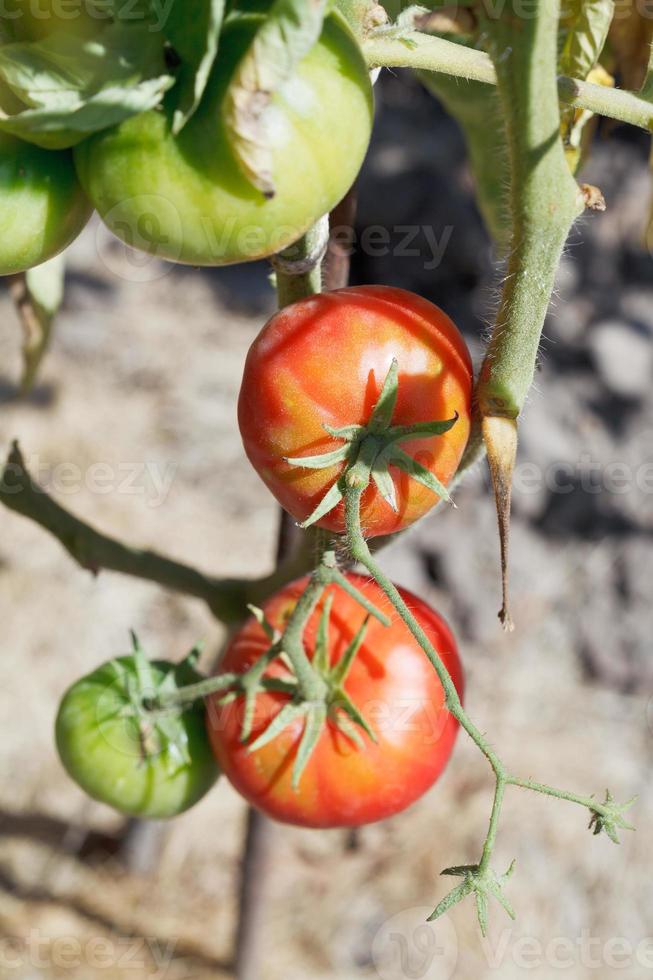 grüne und rote Tomate auf Busch im Garten foto