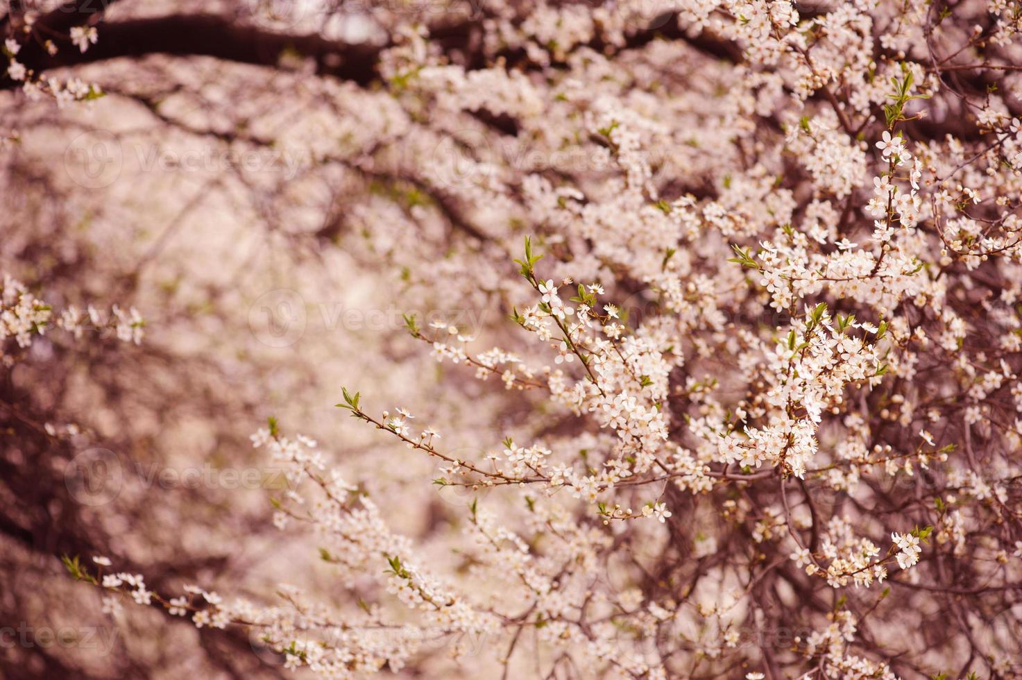 Pflaumenblüten foto