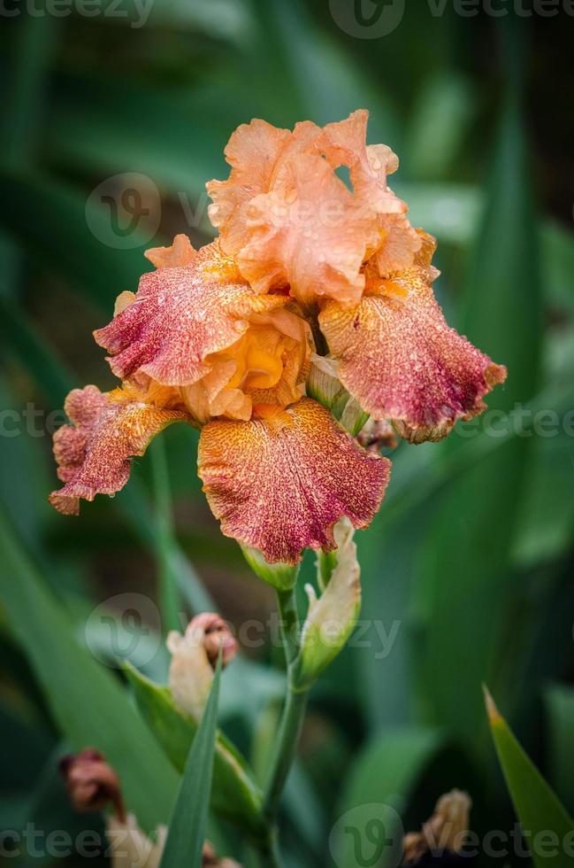 Iris Blume foto