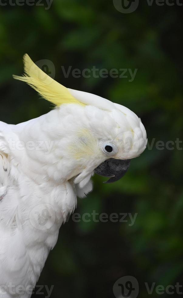 Seitenprofil eines weißen Kakaduvogels foto