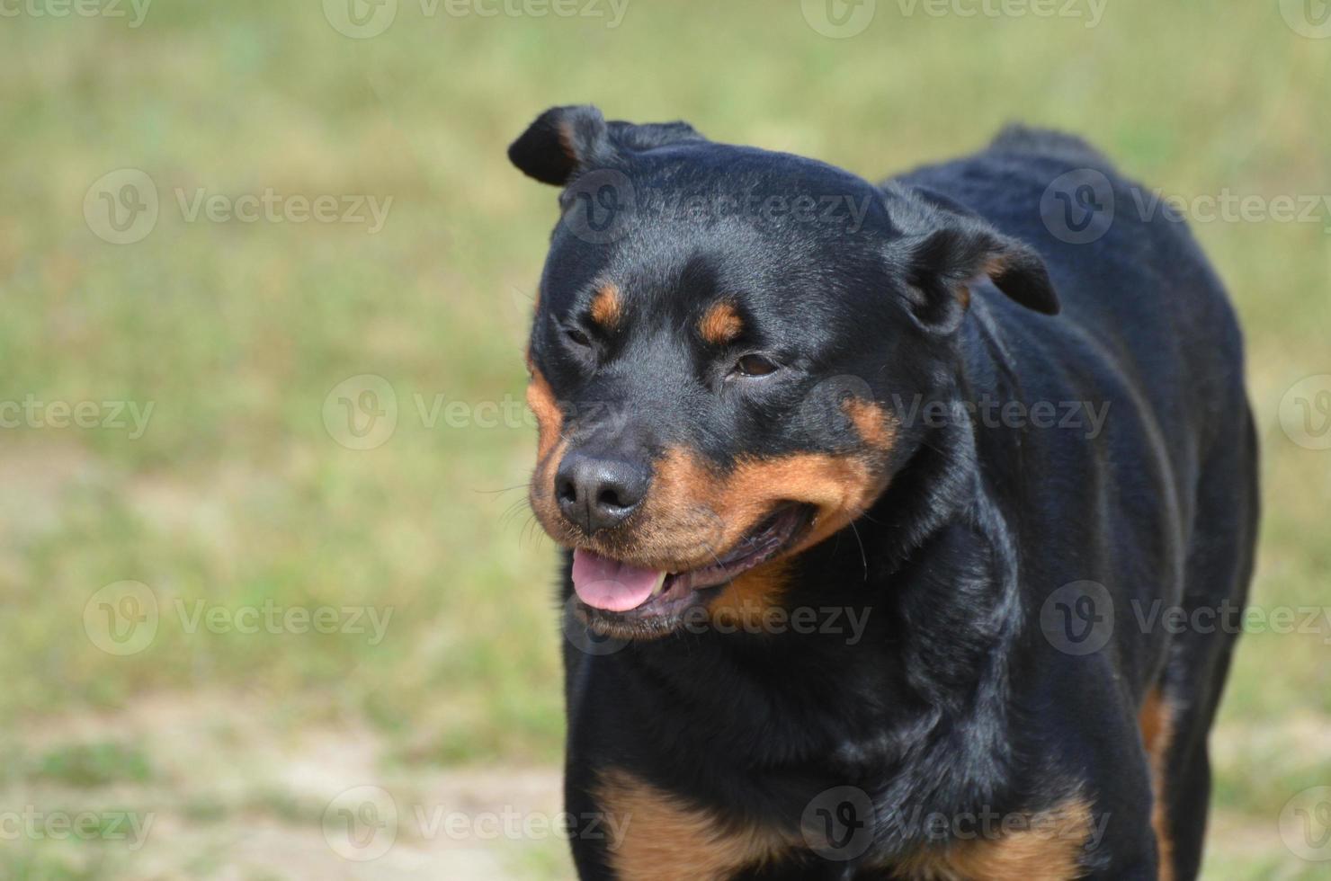 tolles gesicht auf einem rottweiler hund foto